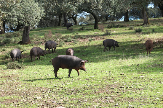 Crianza del cerdo ibérico